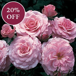 Sexy Rexy Floribunda Rose