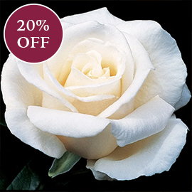 Full Sail™ Hybrid Tea Rose
