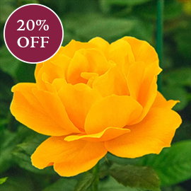 Easy Going™ Floribunda Rose
                  