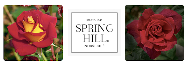 TODAY ONLY: Up to 20% OFF Roses + Free Shipping on $150+