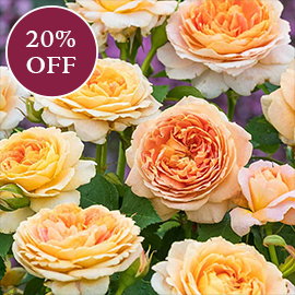 Fun in the Sun™ Grandiflora Rose
