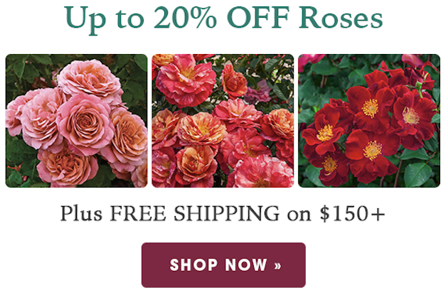 TODAY ONLY: Up to 20% OFF Roses + Free Shipping on $150+