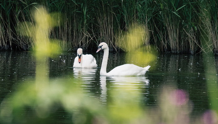 Sony FE 100-400mm - Feature 2