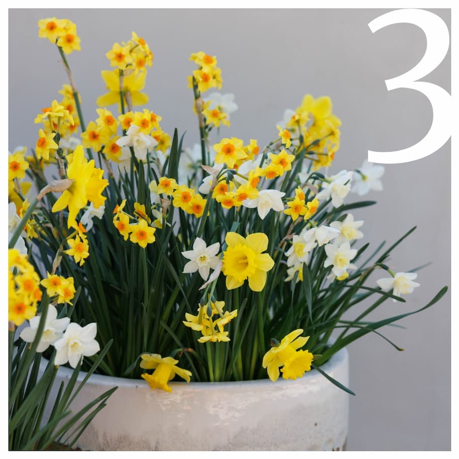 Pre-order your spring display