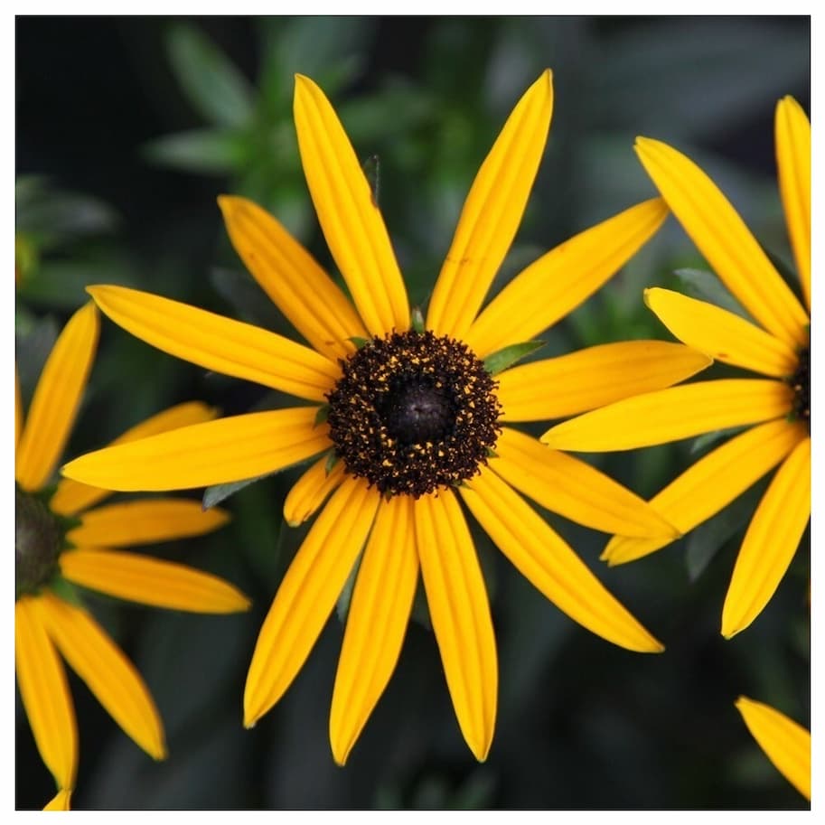 Rudbeckia Fulgida Little Goldstar
