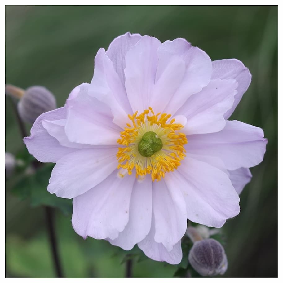 Anemone Ruffled Swan