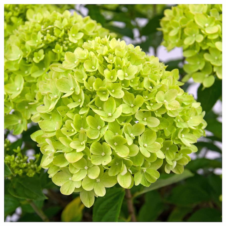 Hydrangea Paniculata Little Lime