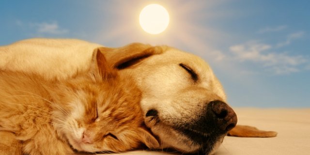 chat et chien sous le soleil