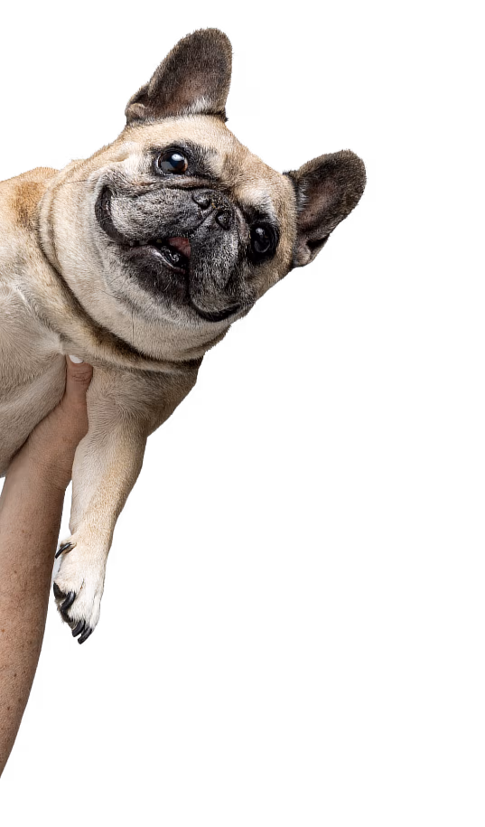 It’s National Dog Month.