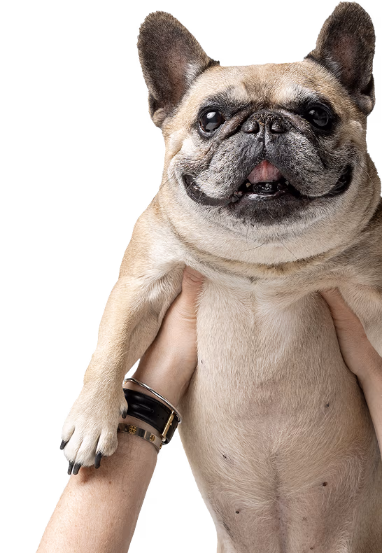 It’s National Dog Month.