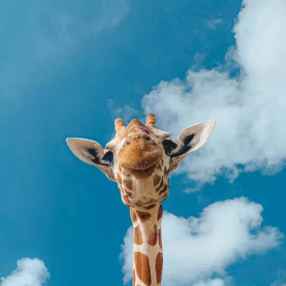 Looking up at a giraffe in Nairobi, linking to BA High Life site.