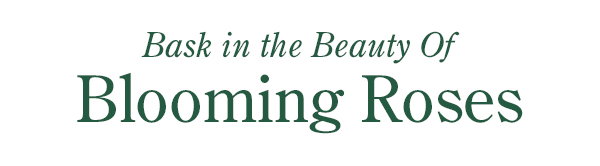 Bask in the Beauty of Blooming Roses