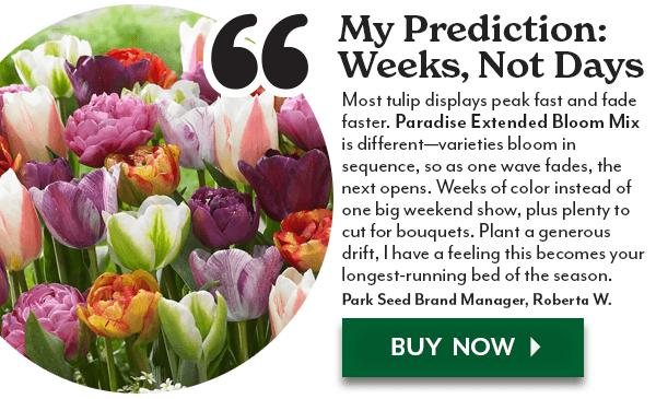 Tulipa Paradise Extended Bloom Mi