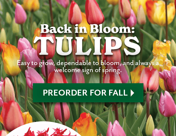 back in bloom: TULIPS