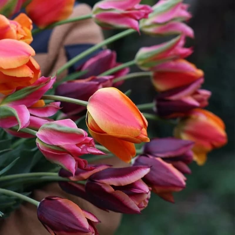 Ashley's rum punch tulip collection
