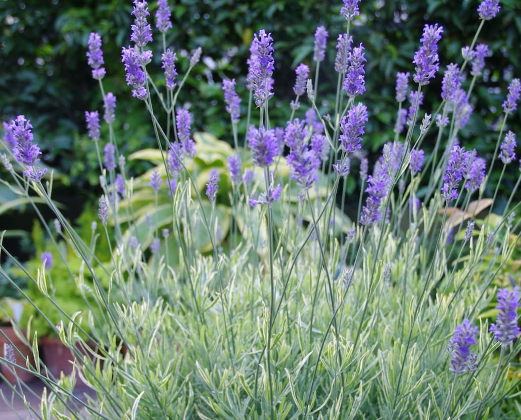 Avoid leggy lavender 