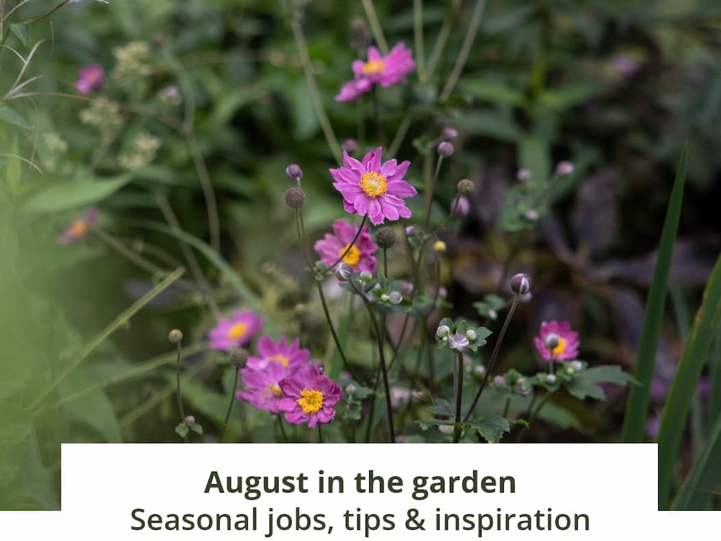 August in the garden 