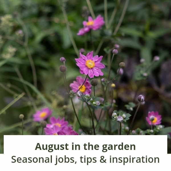 August in the garden 