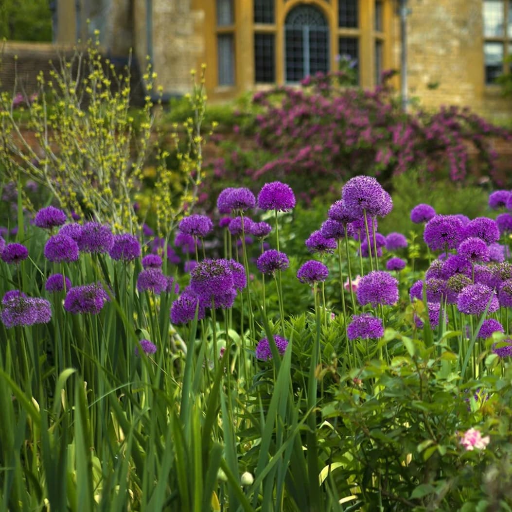 Allium hollandicum 'Purple Sensation'