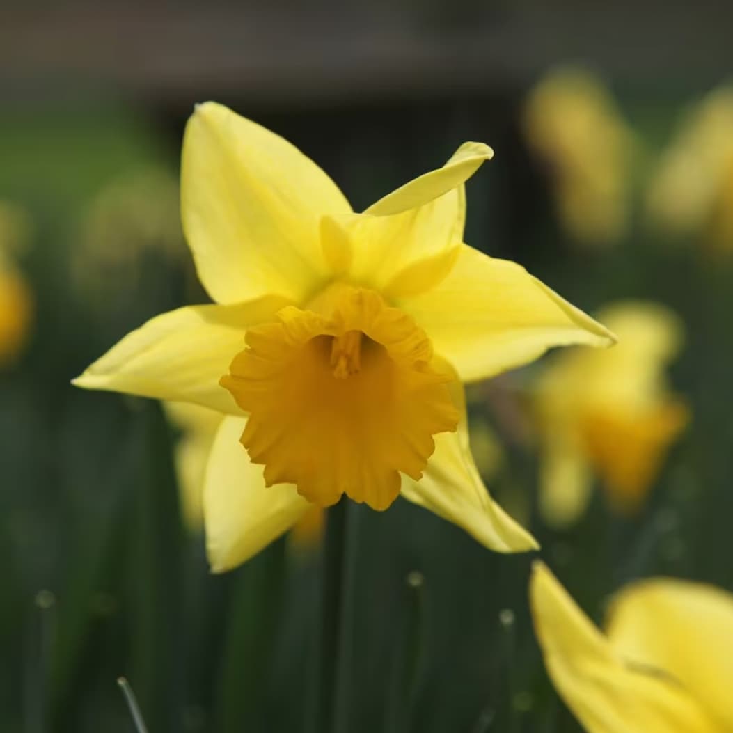 Narcissus 'Rijnveld's Early Sensation'