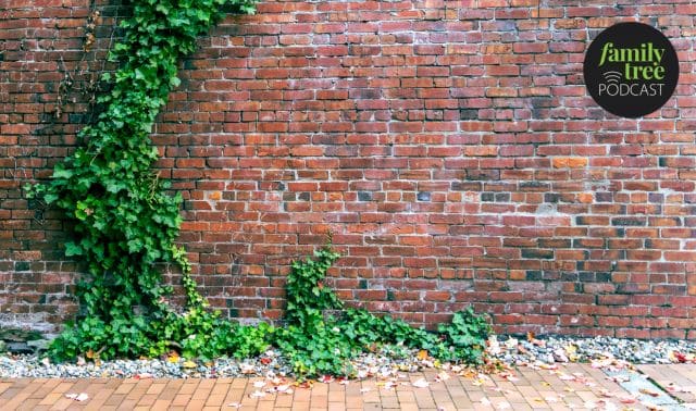 Red brick wall with green ivy climbing from the ground, small rocks along the base, and a “family tree podcast” logo in the top right corner.