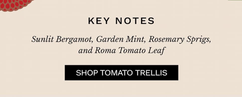 Sunlit Bergamot, Garden Mint, Rosemary Sprigs, and Roma Tomato Leaf