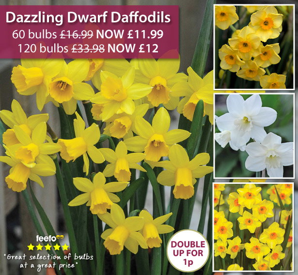 Narcissus Dwarf Collection