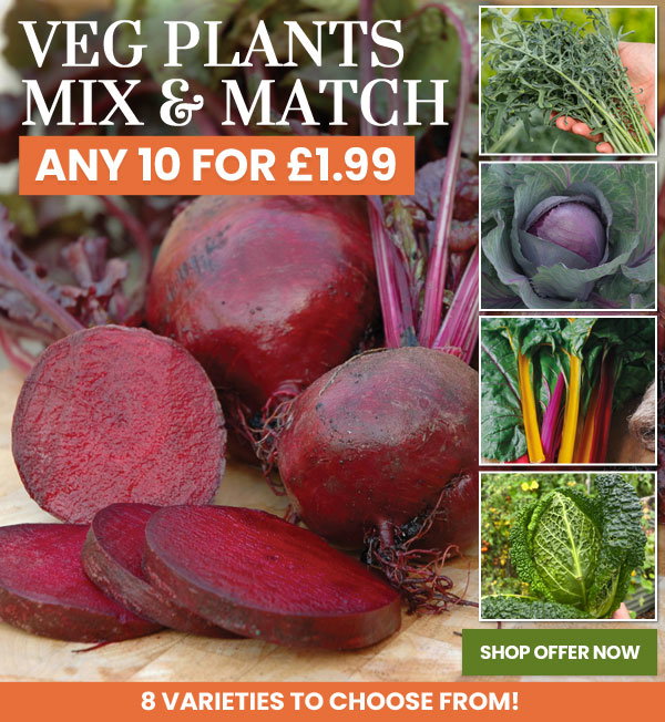 Veg Mix & Match