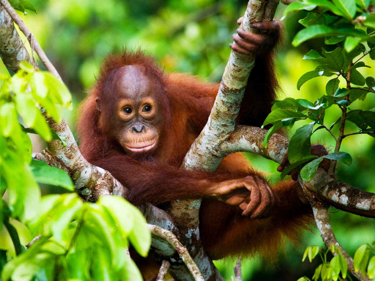 Orangutan, Borneo