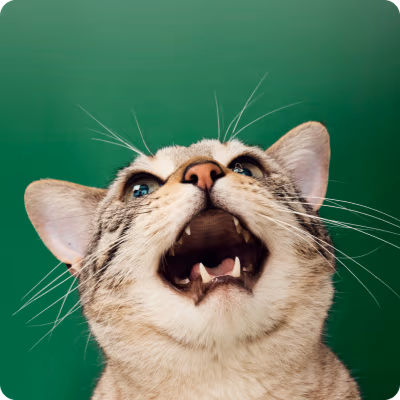 A photo of cat smiling