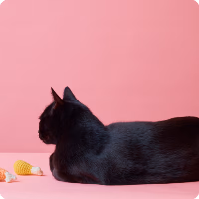 A photo of a black cat in a pink background