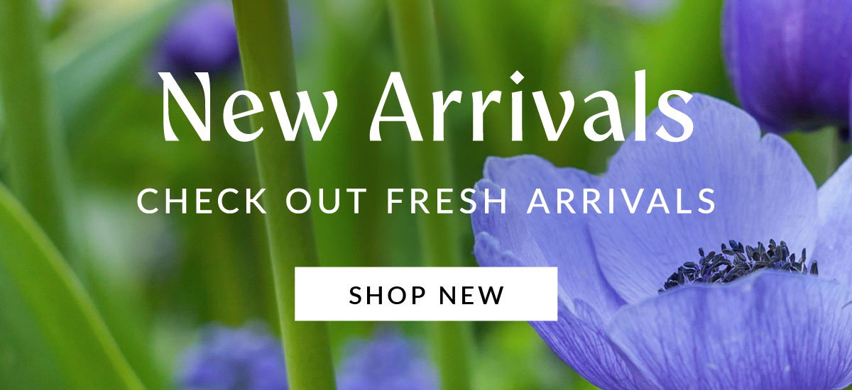 Close-up of vibrant purple flowers with text overlay reading "New Arrivals: Check out fresh arrivals."
