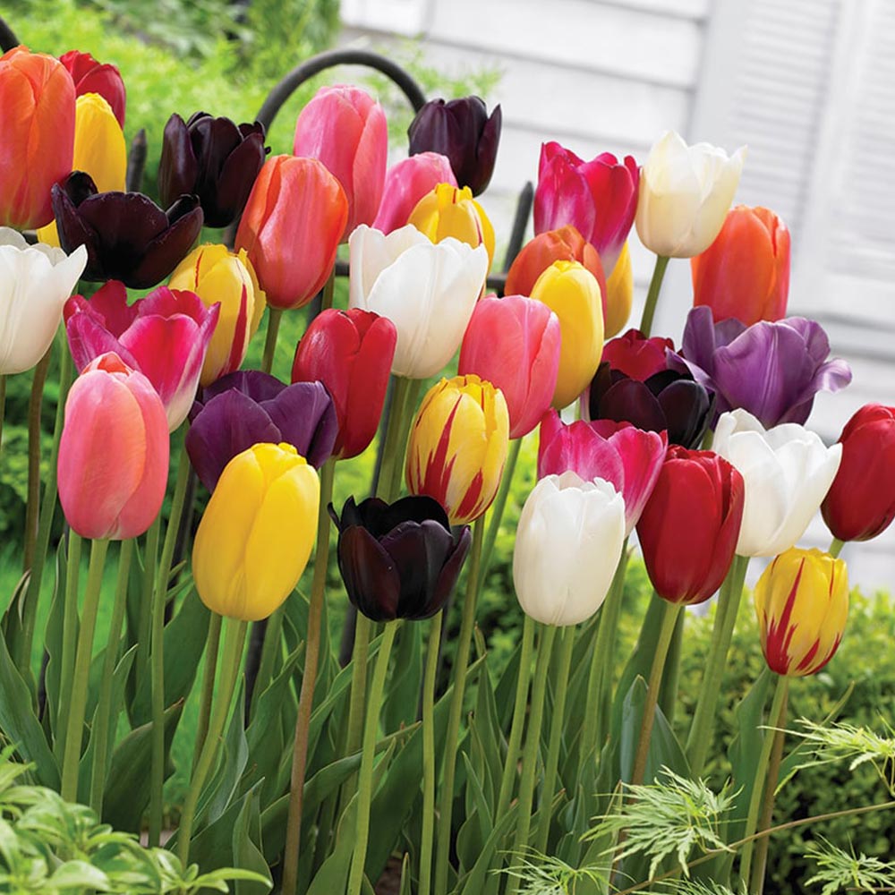 Tulip 'Everlasting Mixed'