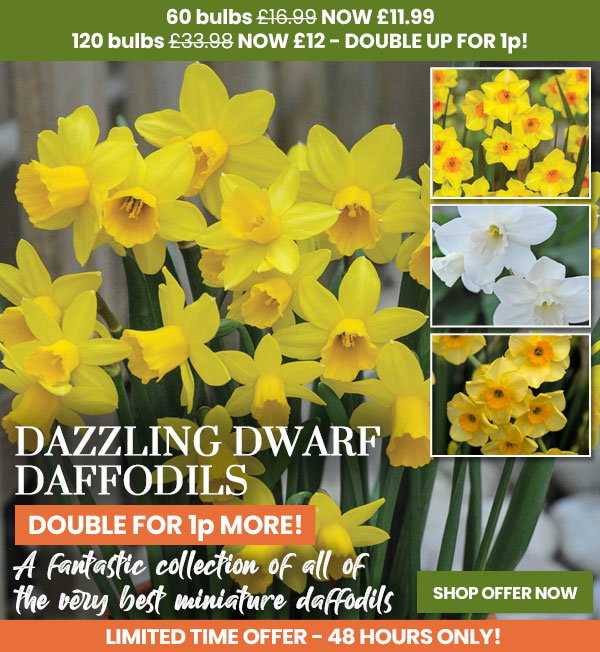 Narcissus Dwarf Collection