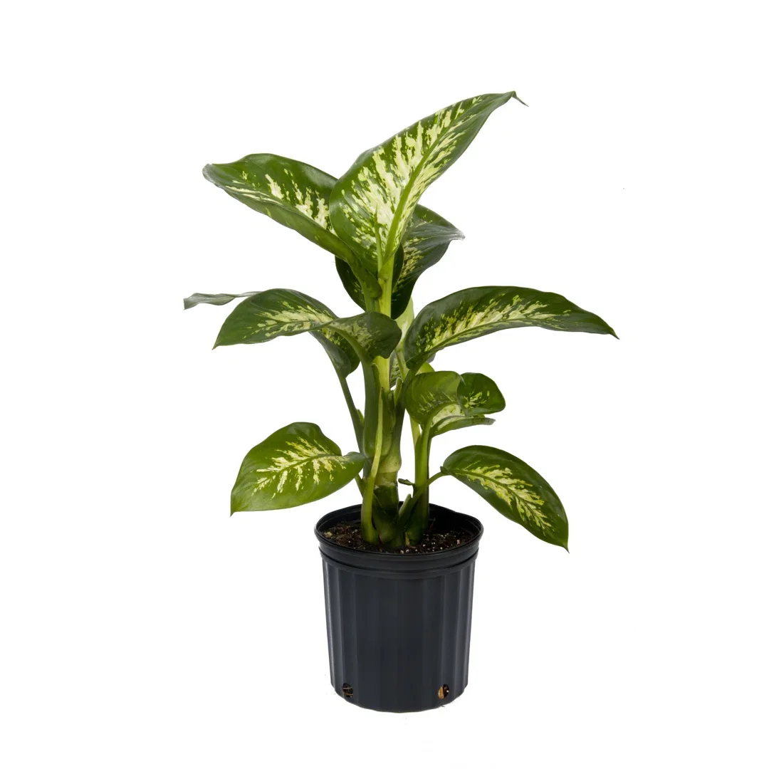 Costa Farms Dumb Cane Dieffenbachia Plant