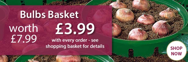 Bulb Baskets