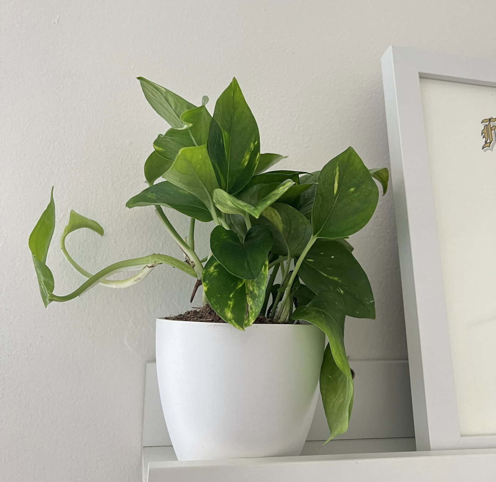 golden pothos detail shot