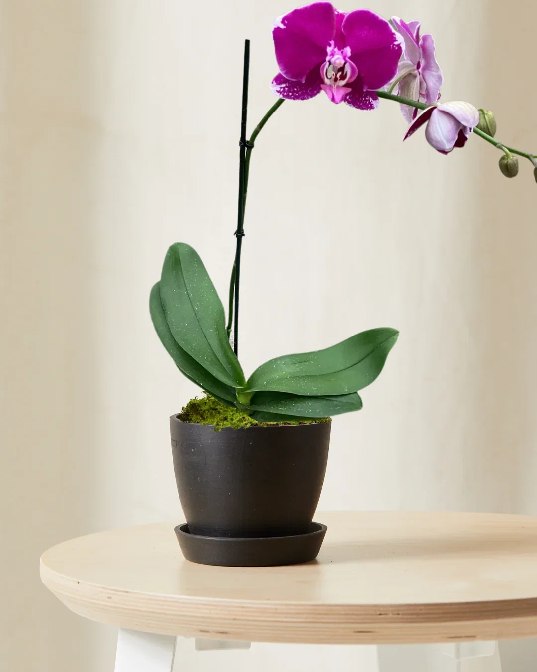 Image of Purple Orchid