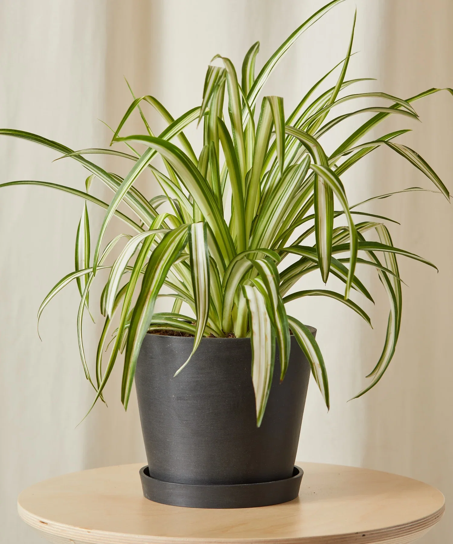 Image of Spider Plant