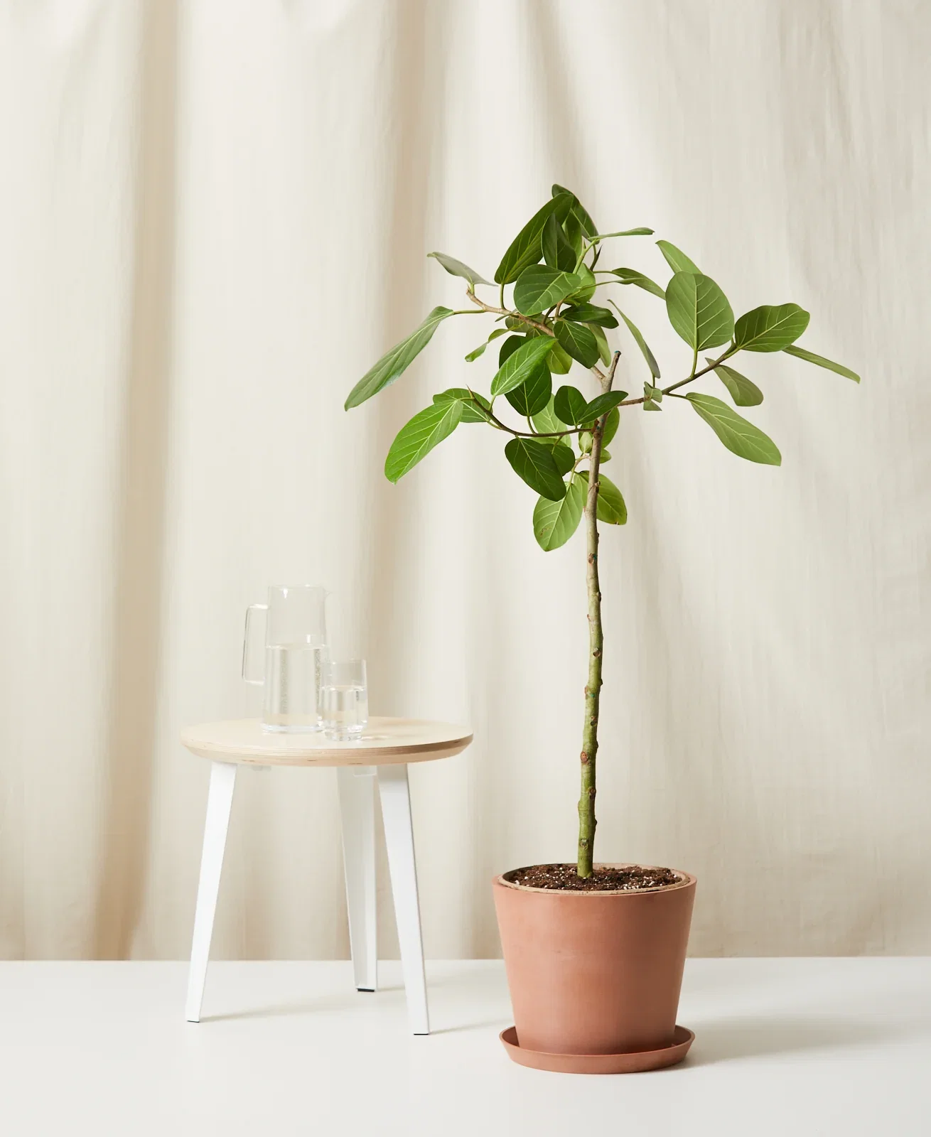 Image of Ficus Audrey