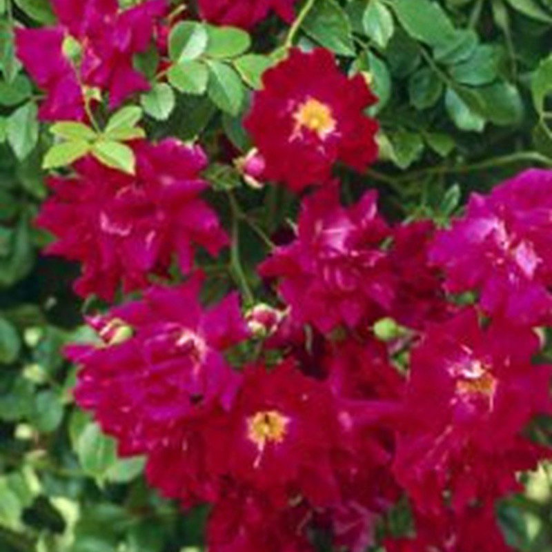 Crimson Shower