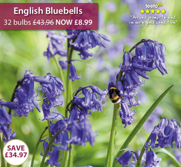 English Bluebells
