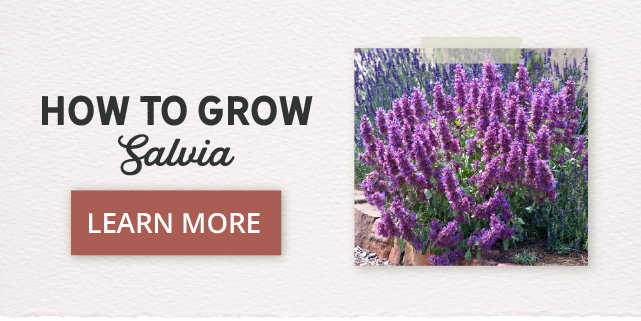 Salvia