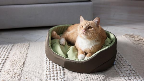 Croquettes régime pour chat: notre sélection des 8 meilleurs choix