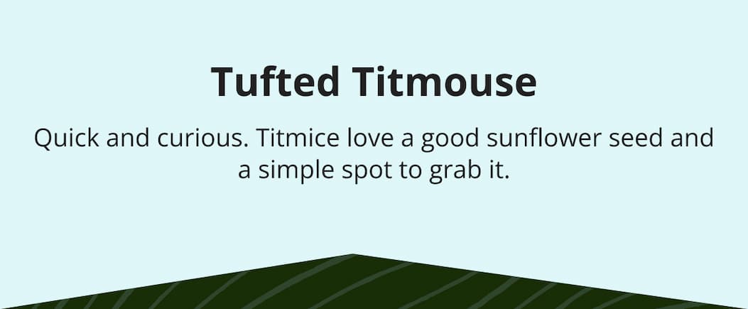 Tufted Titmouse