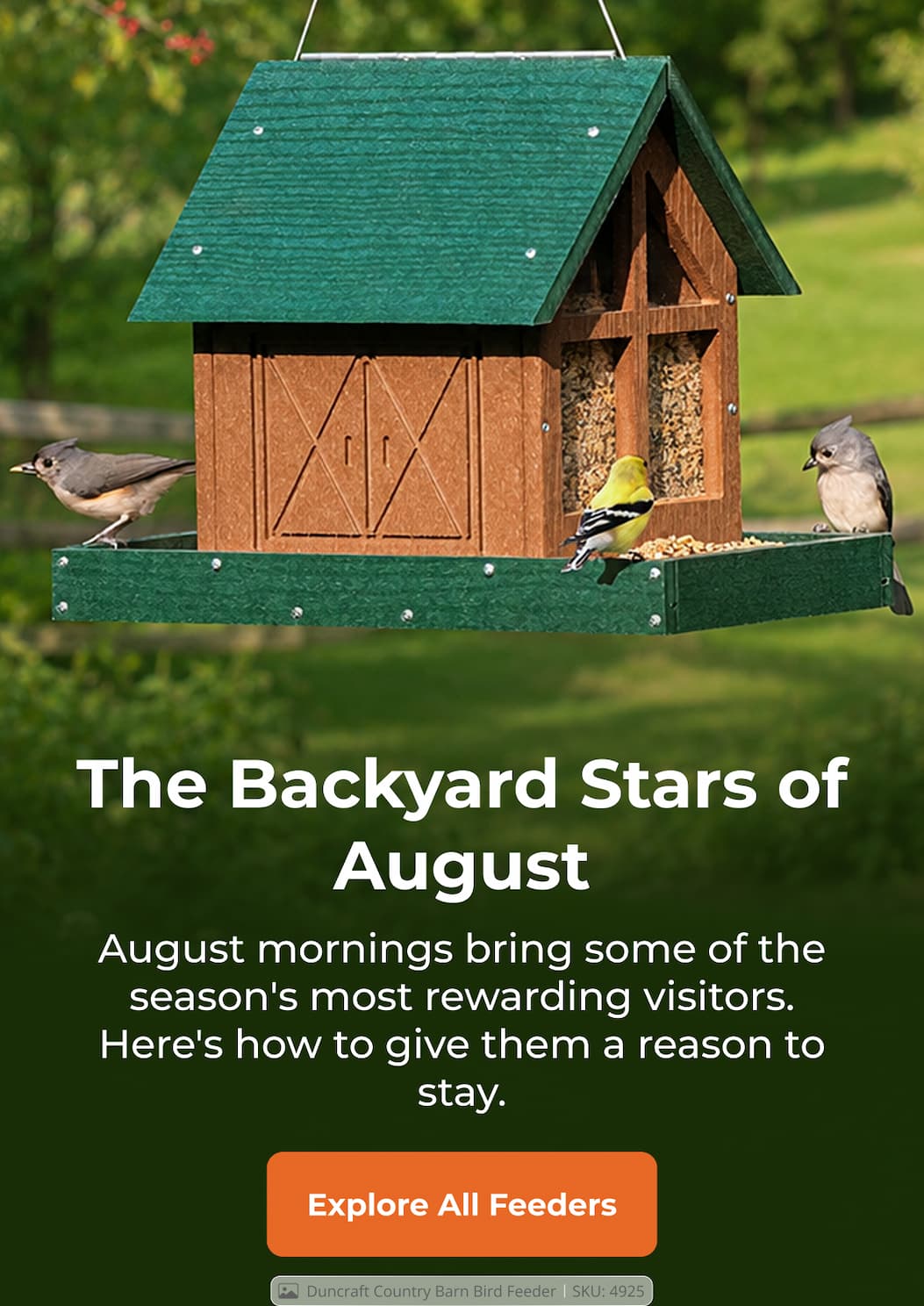 The Backyard Stars of August