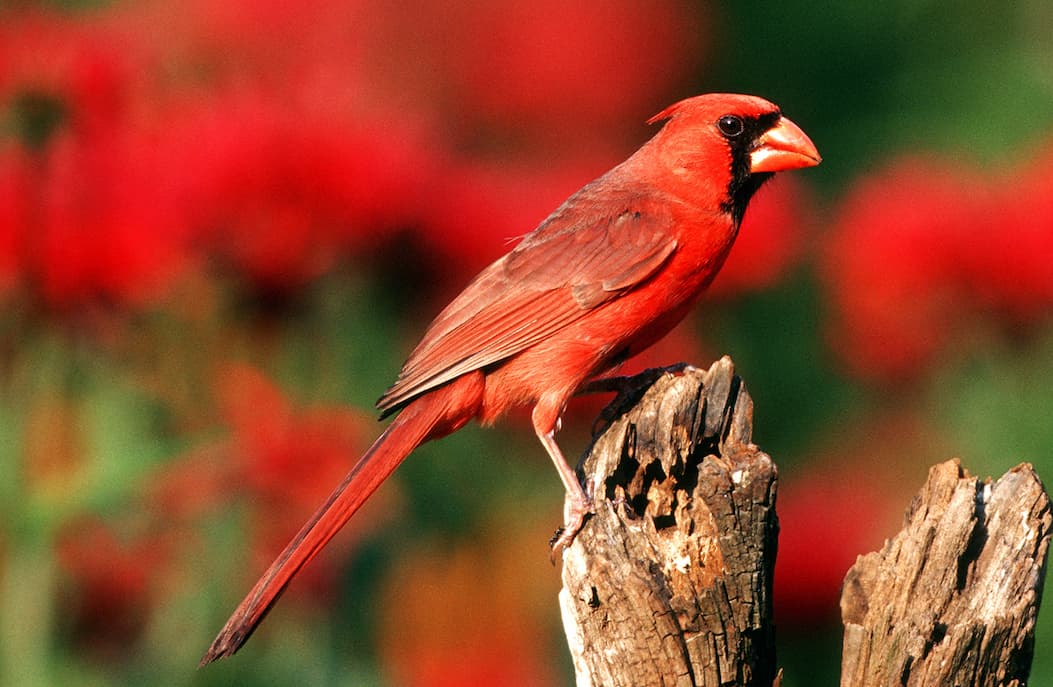 cardinal