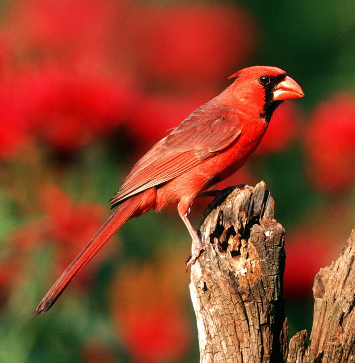 cardinal
