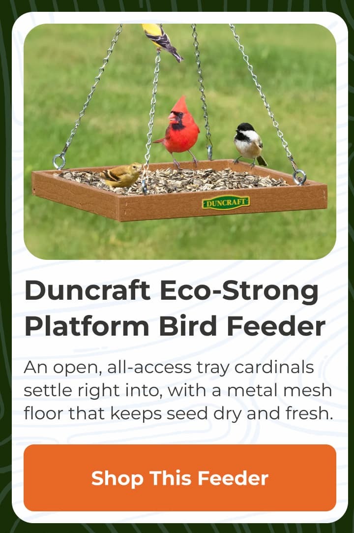 Duncraft Eco-Strong Platform Bird Feeder