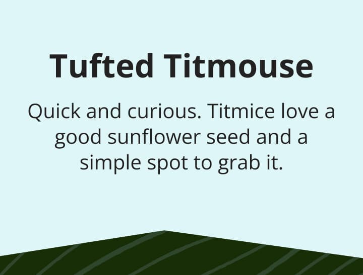 Tufted Titmouse